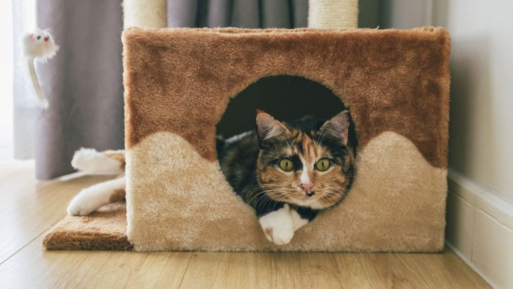 How to Move Safely With Your Senior Cat